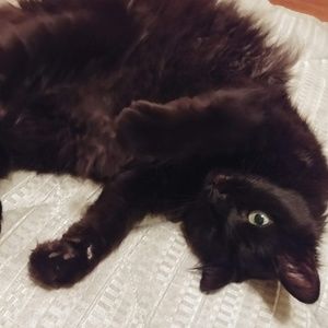 Meet your Posher, Sam